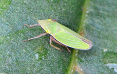 Draeculacephala constricta