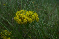 Polygala ramosa
