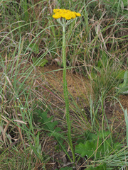 Berkheya umbellata