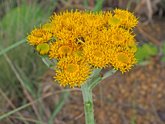 Berkheya umbellata