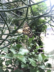 Papilio demoleus