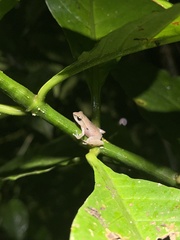 Eleutherodactylus brittoni