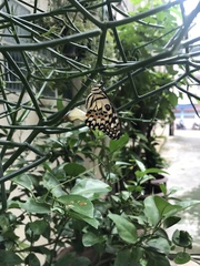 Papilio demoleus