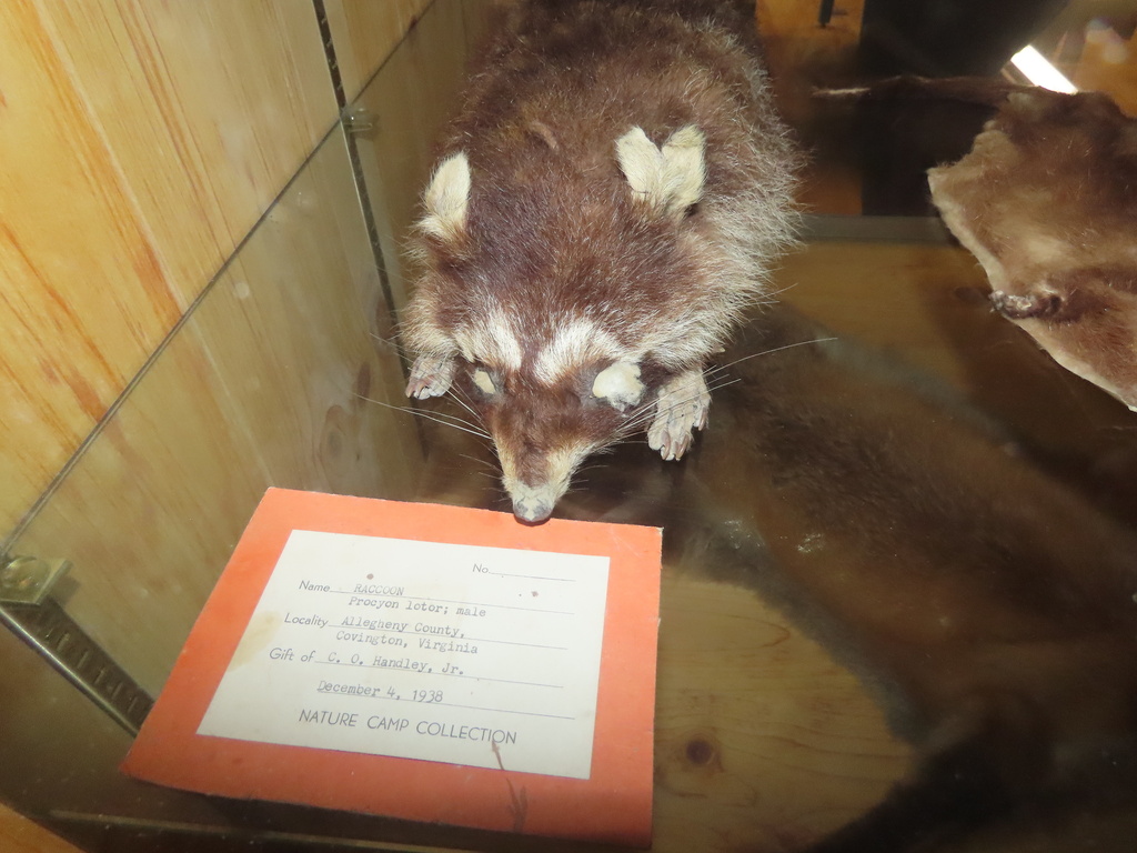 Common Raccoon from George Washington & Jefferson National Forests ...