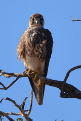 Falco biarmicus biarmicus