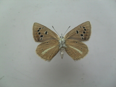 Polyommatus damocles