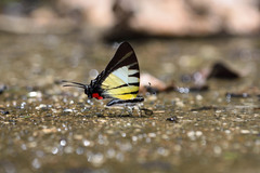 Graphium stratiotes