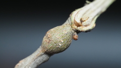 Callirhytis quercusbatatoides