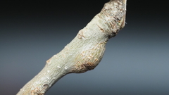 Callirhytis quercusbatatoides