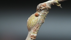 Callirhytis quercusbatatoides