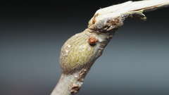Callirhytis quercusbatatoides