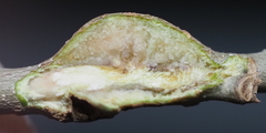 Callirhytis quercusbatatoides