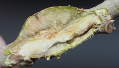 Callirhytis quercusbatatoides