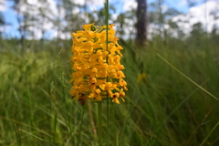 Platanthera integra