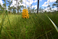 Platanthera integra