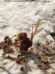 Vespa orientalis