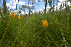 Platanthera integra