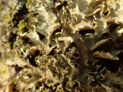 Pseudocyphellaria wilkinsii