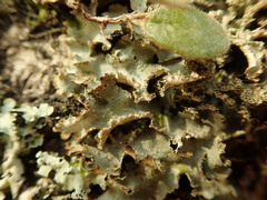 Pseudocyphellaria wilkinsii