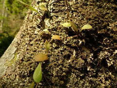 Pseudocyphellaria wilkinsii