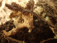 Pseudocyphellaria wilkinsii