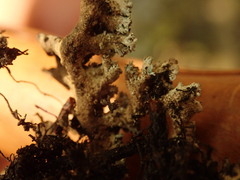 Pseudocyphellaria wilkinsii