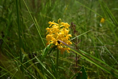Platanthera integra