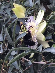 Passiflora caerulea