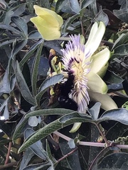 Passiflora caerulea