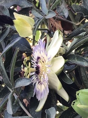 Passiflora caerulea
