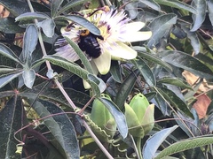 Passiflora caerulea