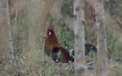 Gallus gallus gallus