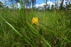 Platanthera integra