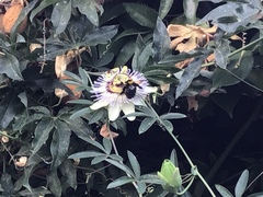 Passiflora caerulea