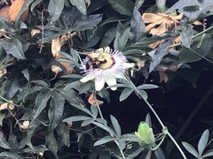 Passiflora caerulea