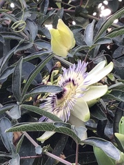 Passiflora caerulea