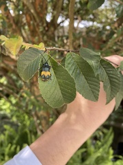 Monocesta ducalis