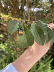 Monocesta ducalis