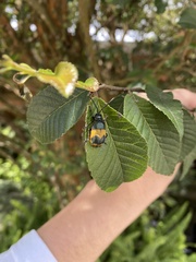 Monocesta ducalis