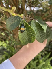 Monocesta ducalis