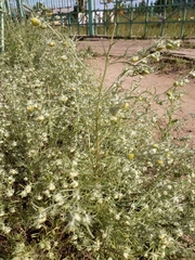 Artemisia jacutica