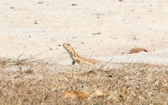 Leiolepis rubritaeniata