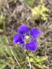 Gentianopsis holopetala