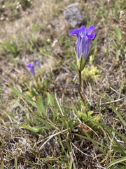 Gentianopsis holopetala