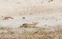 Leiolepis rubritaeniata