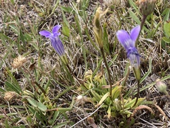 Gentianopsis holopetala
