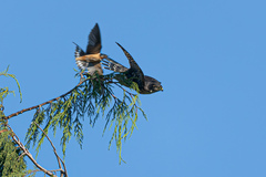 Falco columbarius suckleyi