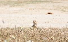 Leiolepis rubritaeniata