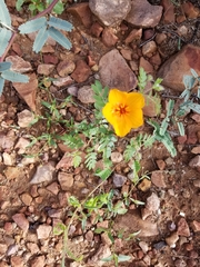 Kallstroemia grandiflora