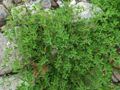 Indigofera trifoliata